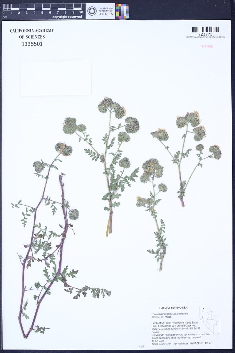 Phacelia ramosissima var. eremophila photo 5