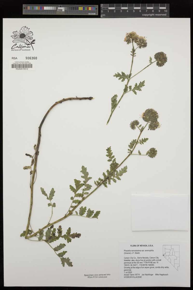 Phacelia ramosissima var. eremophila photo 6