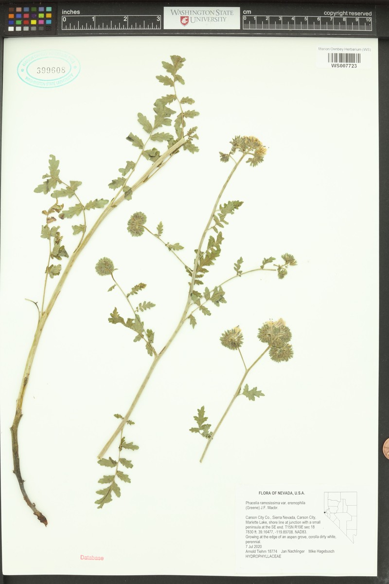 Phacelia ramosissima var. eremophila photo 7