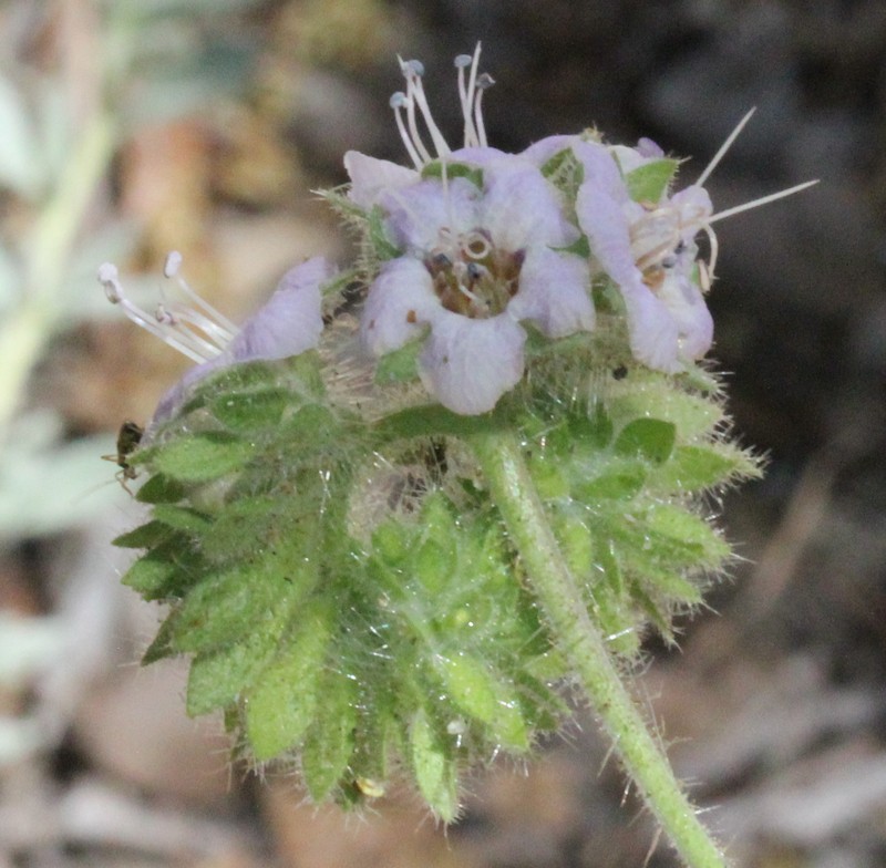 Phacelia ramosissima var. latifolia