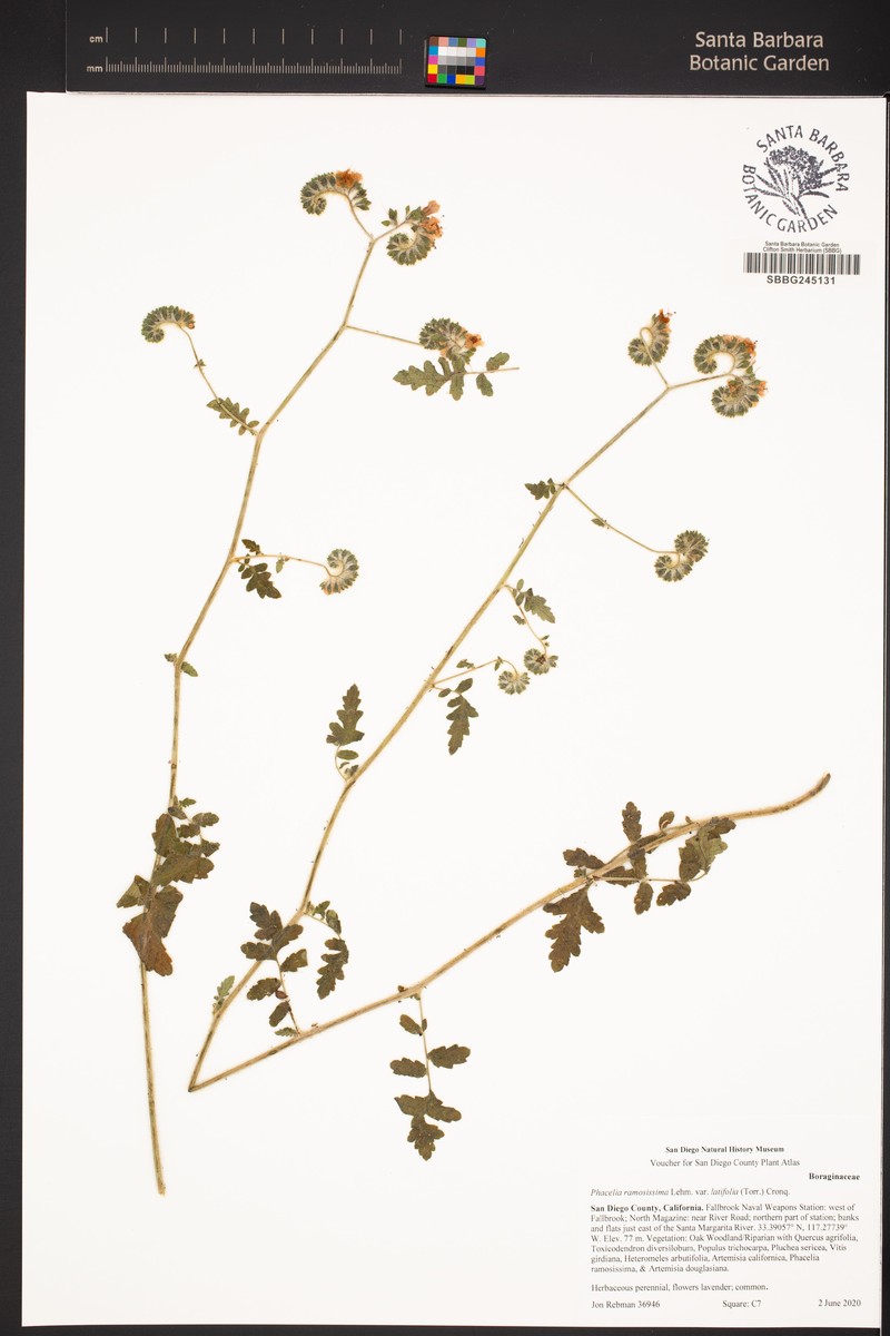 Phacelia ramosissima var. latifolia photo 2