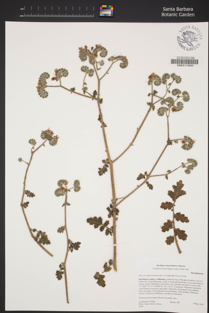 Phacelia ramosissima var. latifolia photo 3