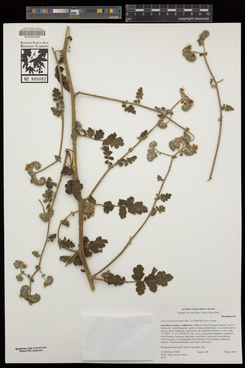 Phacelia ramosissima var. latifolia photo 4