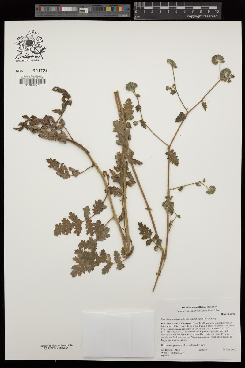 Phacelia ramosissima var. latifolia photo 5
