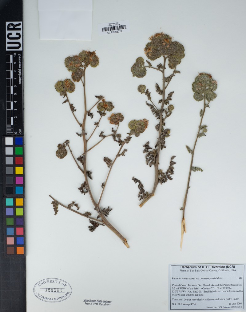 Phacelia ramosissima var. montereyensis photo 5