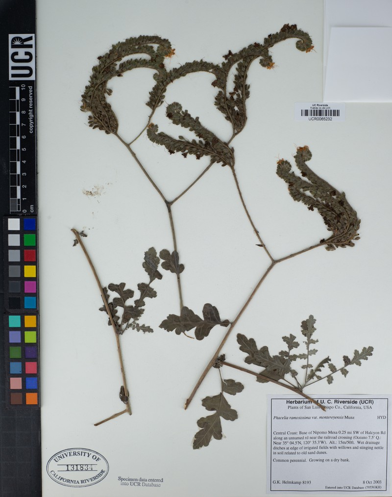Phacelia ramosissima var. montereyensis photo 6