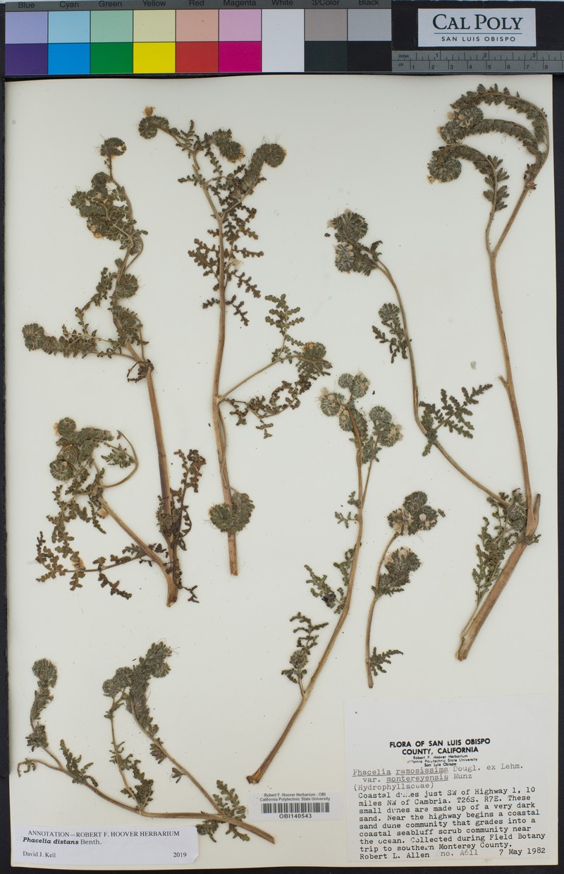 Phacelia ramosissima var. montereyensis photo 7