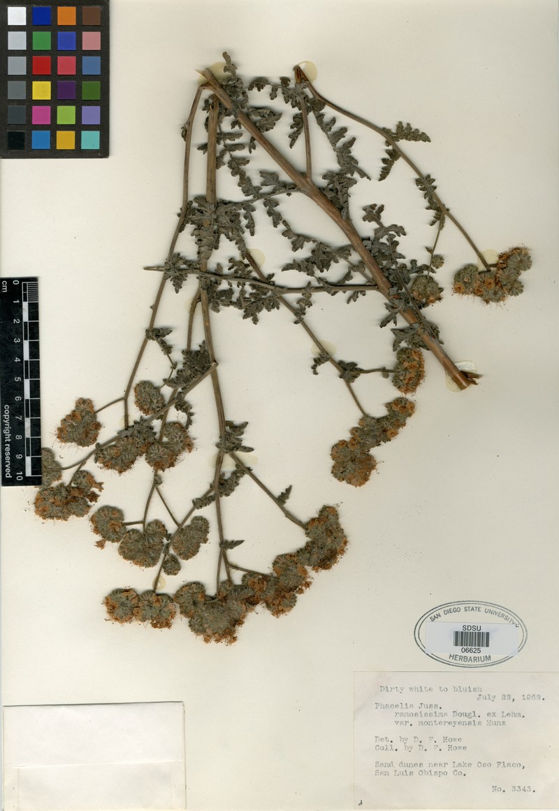 Phacelia ramosissima var. montereyensis photo 8