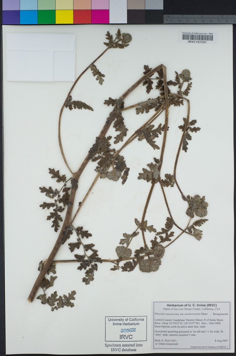 Phacelia ramosissima var. montereyensis