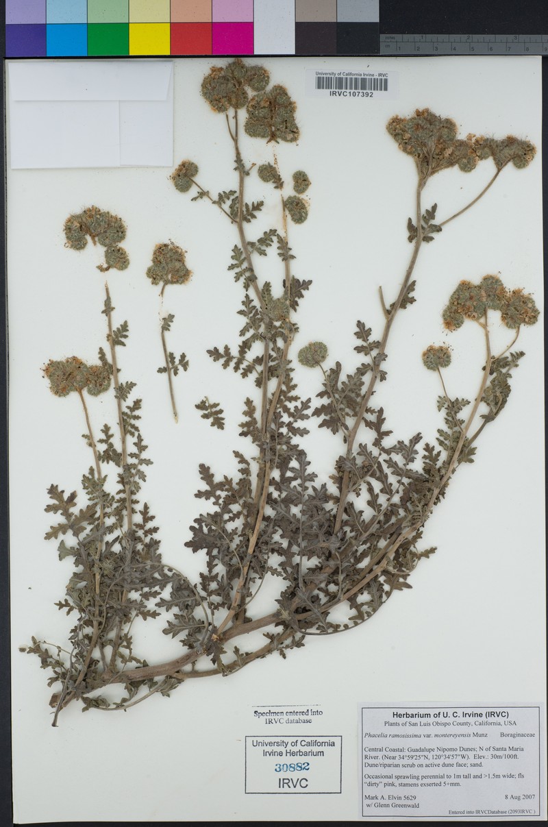 Phacelia ramosissima var. montereyensis photo 2