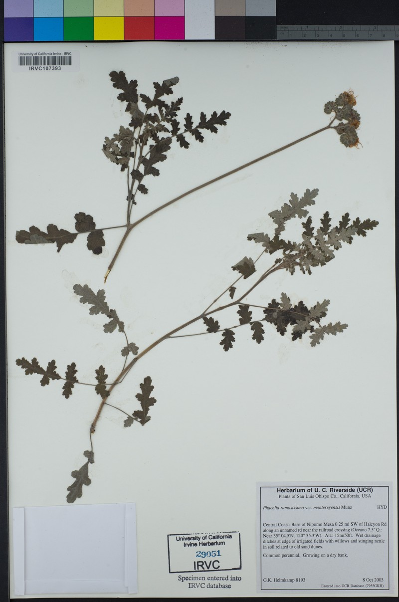 Phacelia ramosissima var. montereyensis photo 3