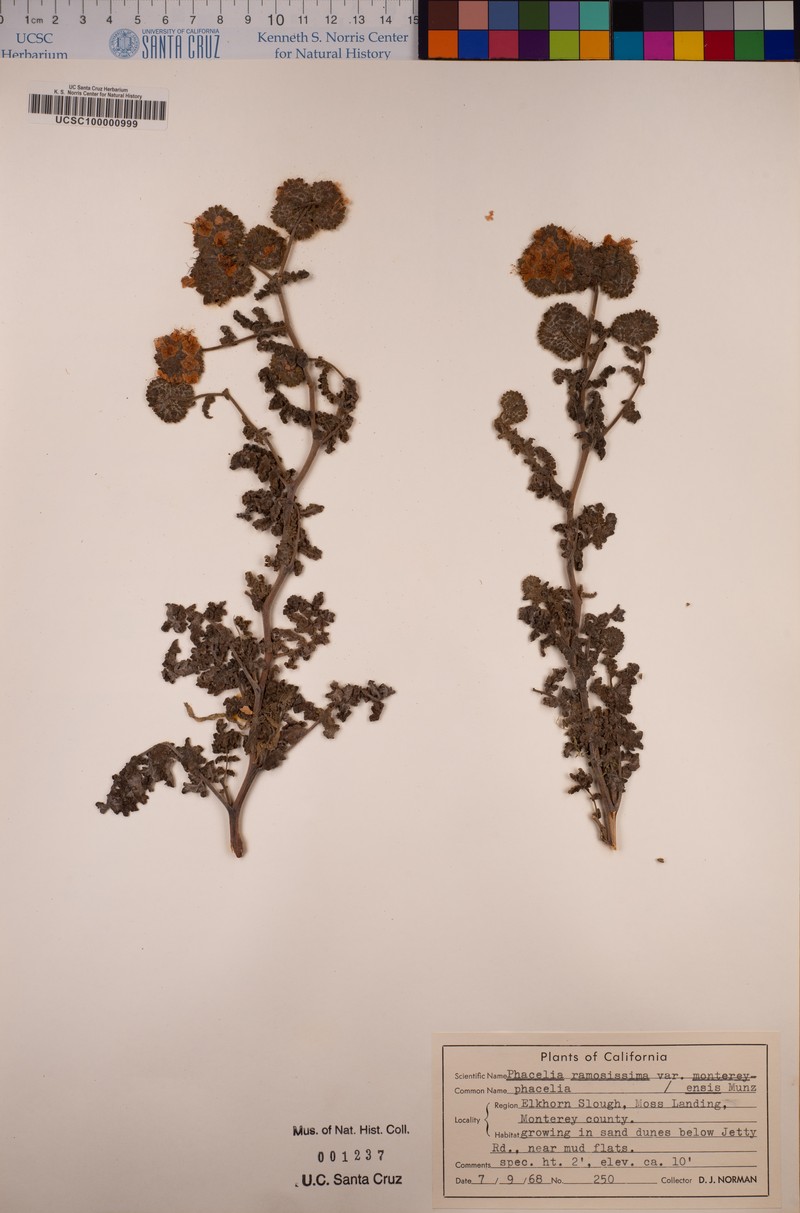 Phacelia ramosissima var. montereyensis photo 4