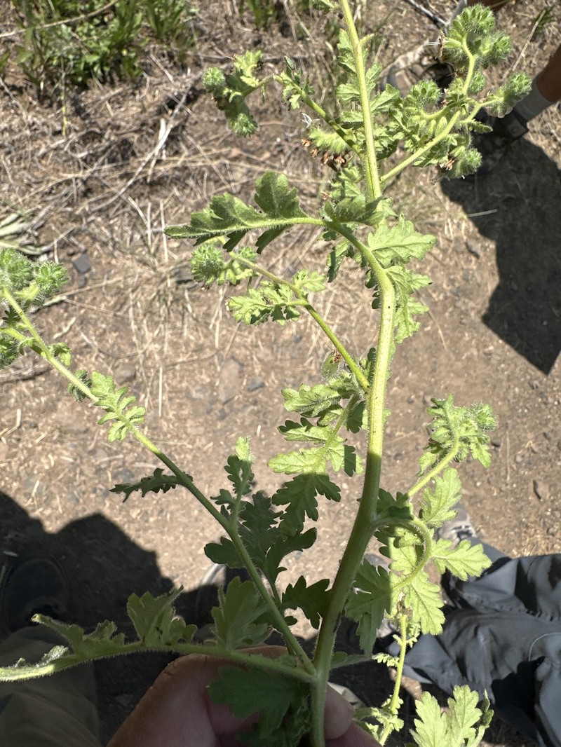 Phacelia ramosissima var. ramosissima