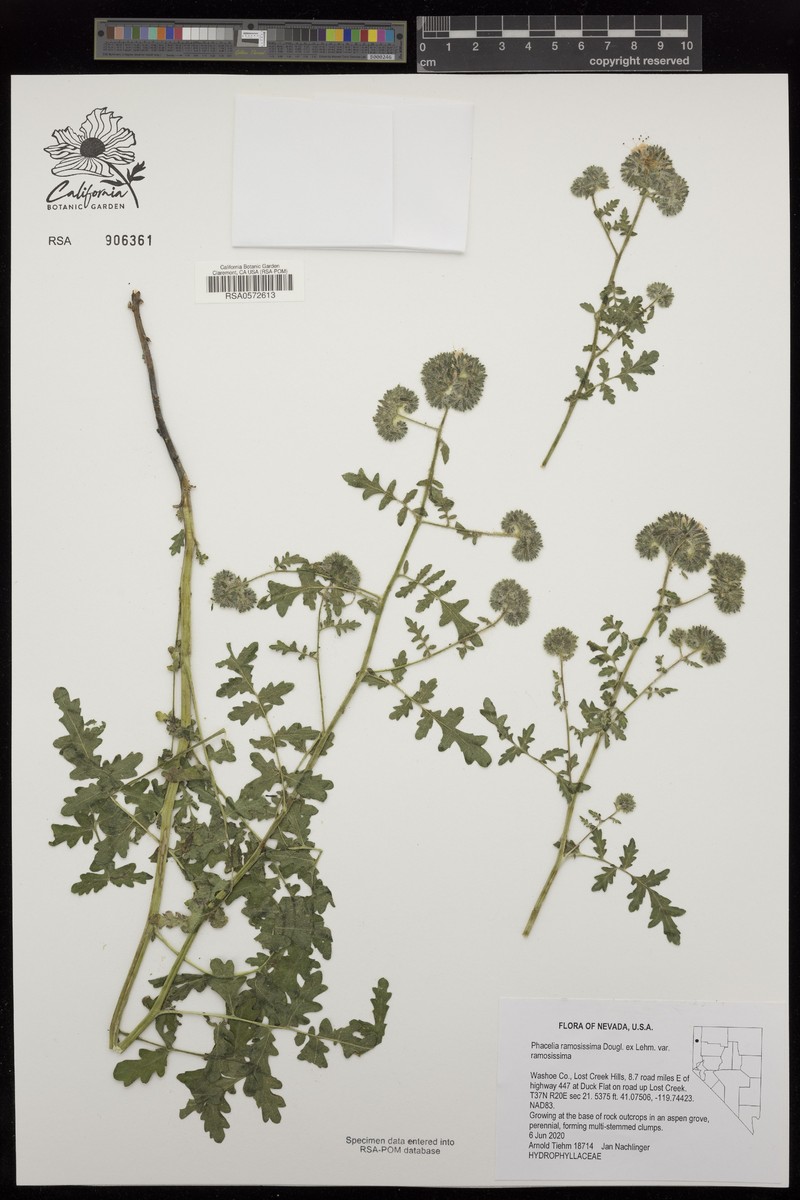 Phacelia ramosissima var. ramosissima photo 2