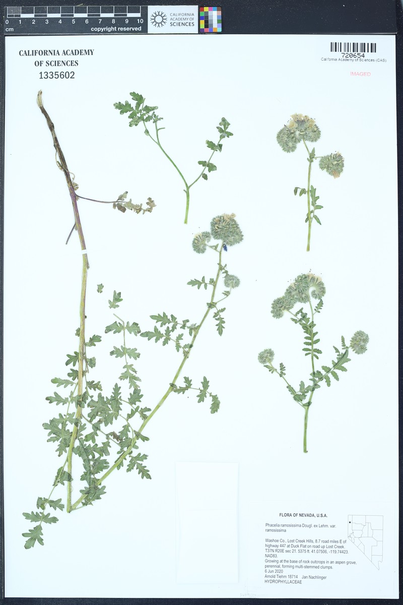 Phacelia ramosissima var. ramosissima photo 3