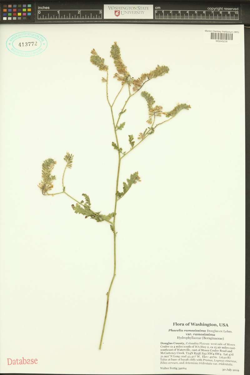Phacelia ramosissima var. ramosissima photo 4