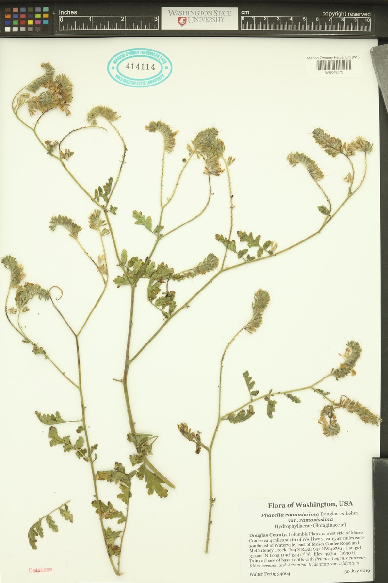 Phacelia ramosissima var. ramosissima photo 5
