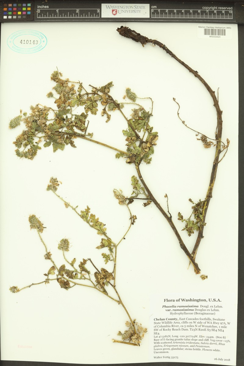 Phacelia ramosissima var. ramosissima photo 6