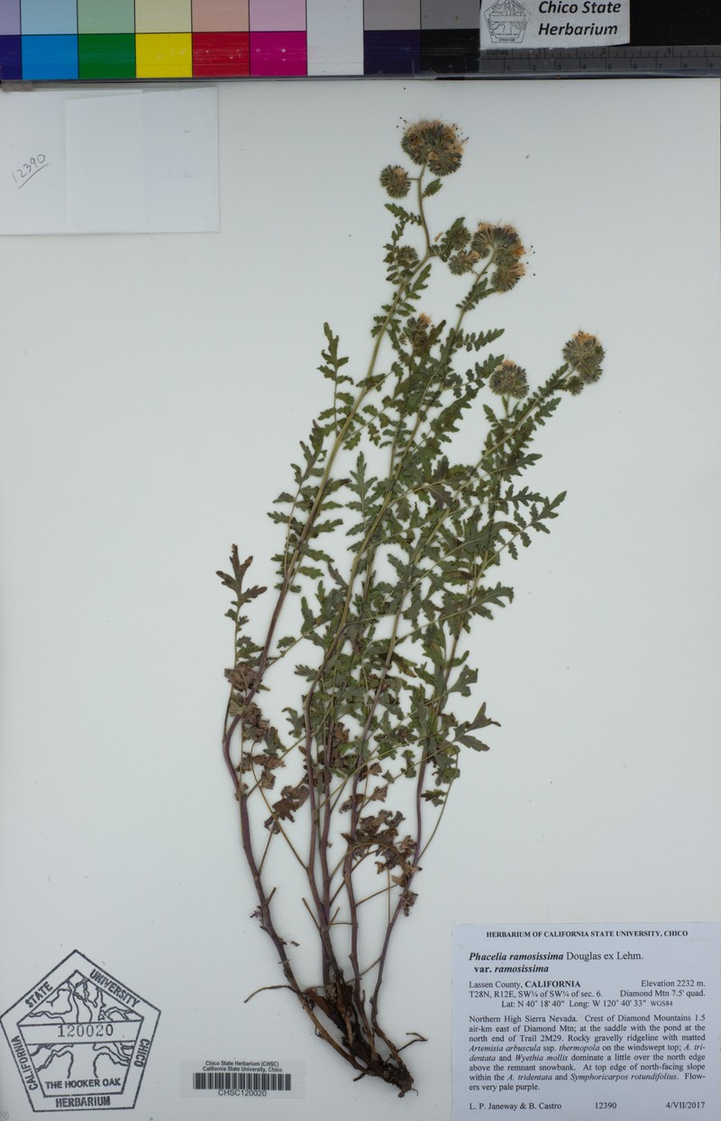 Phacelia ramosissima var. ramosissima photo 7