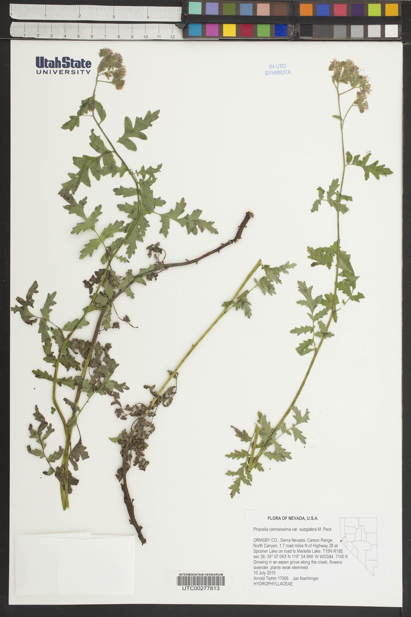 Phacelia ramosissima var. subglabra photo 2