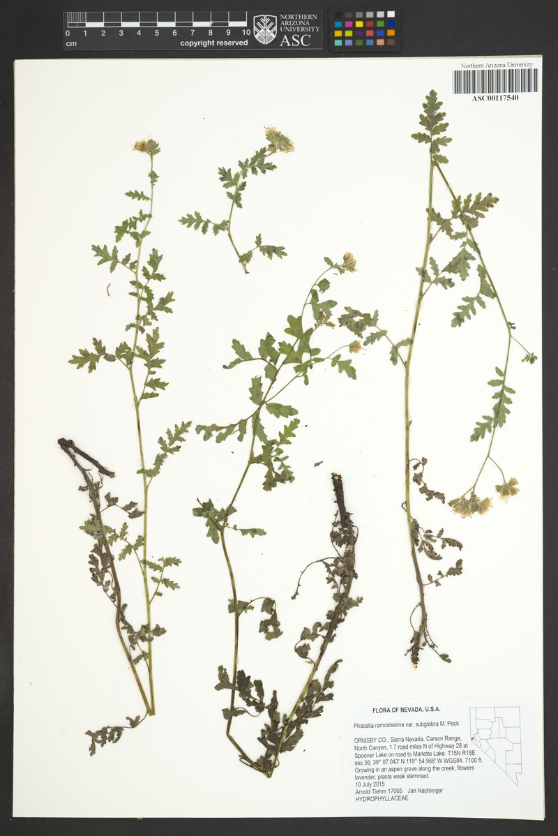 Phacelia ramosissima var. subglabra photo 3