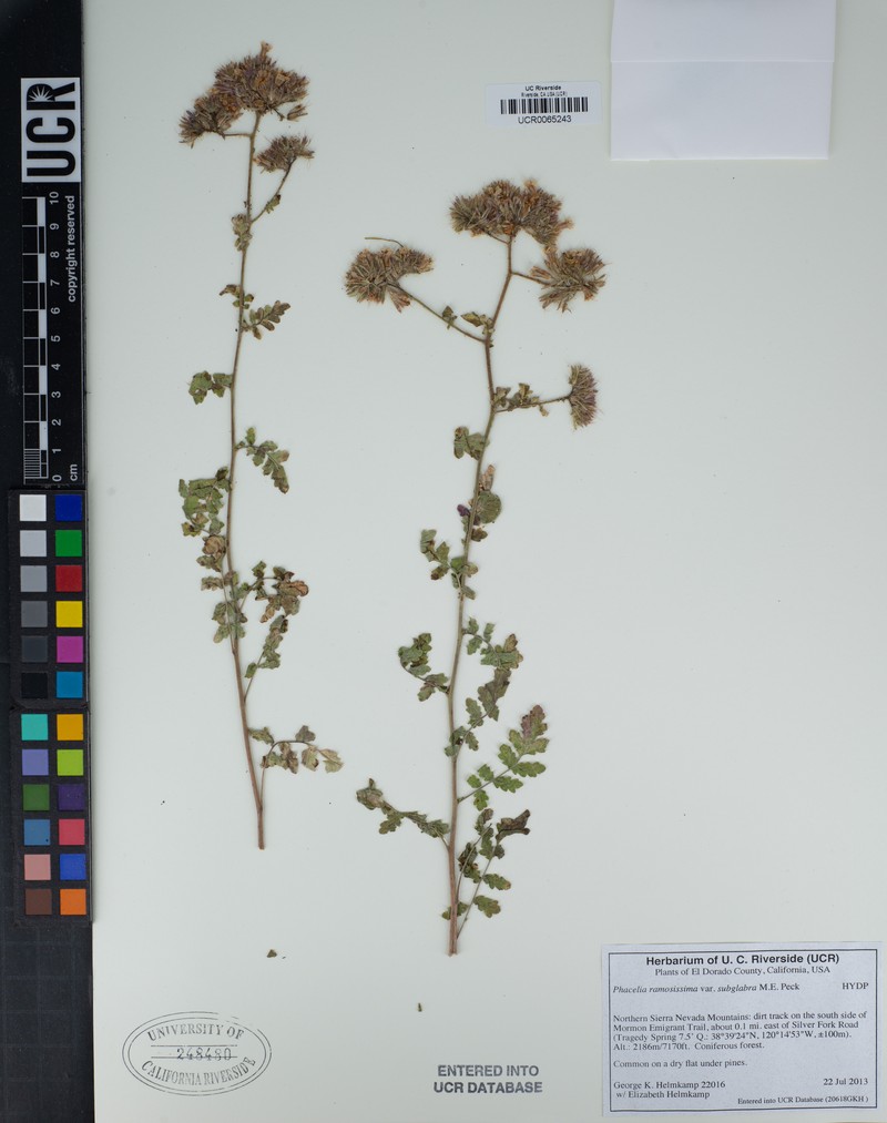 Phacelia ramosissima var. subglabra photo 4