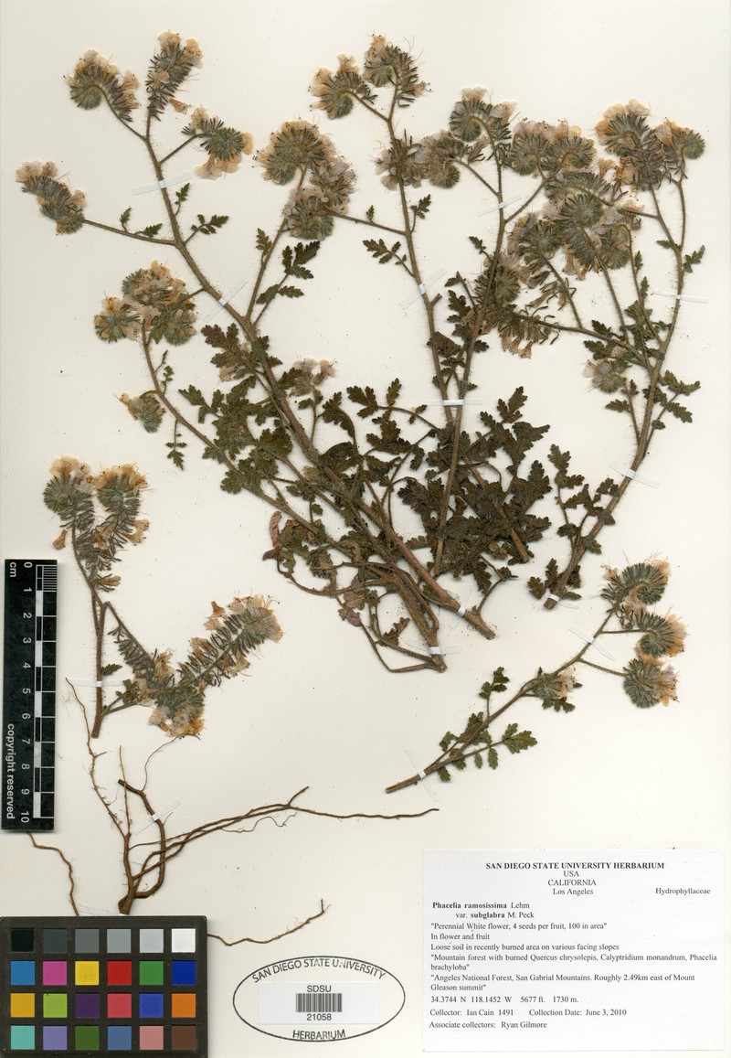 Phacelia ramosissima var. subglabra photo 5