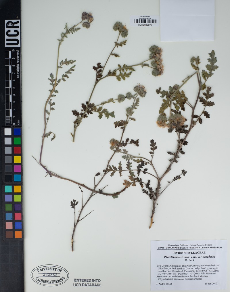 Phacelia ramosissima var. subglabra photo 6