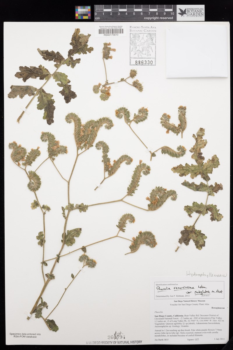 Phacelia ramosissima var. subglabra
