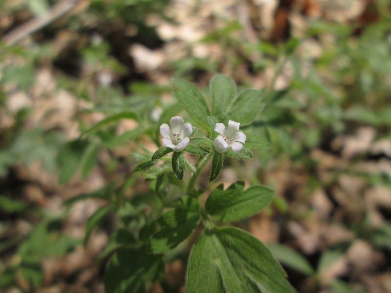 Oceanblue Phacelia photo 2