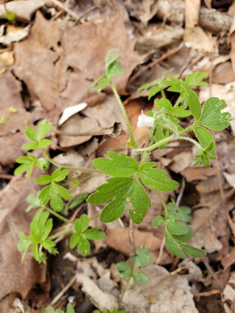 Oceanblue Phacelia photo 3
