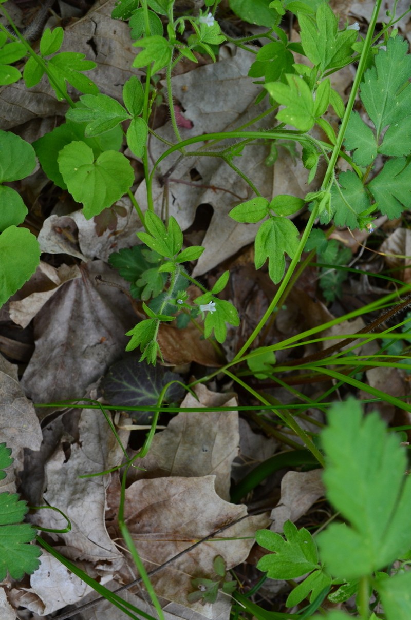 Oceanblue Phacelia photo 4