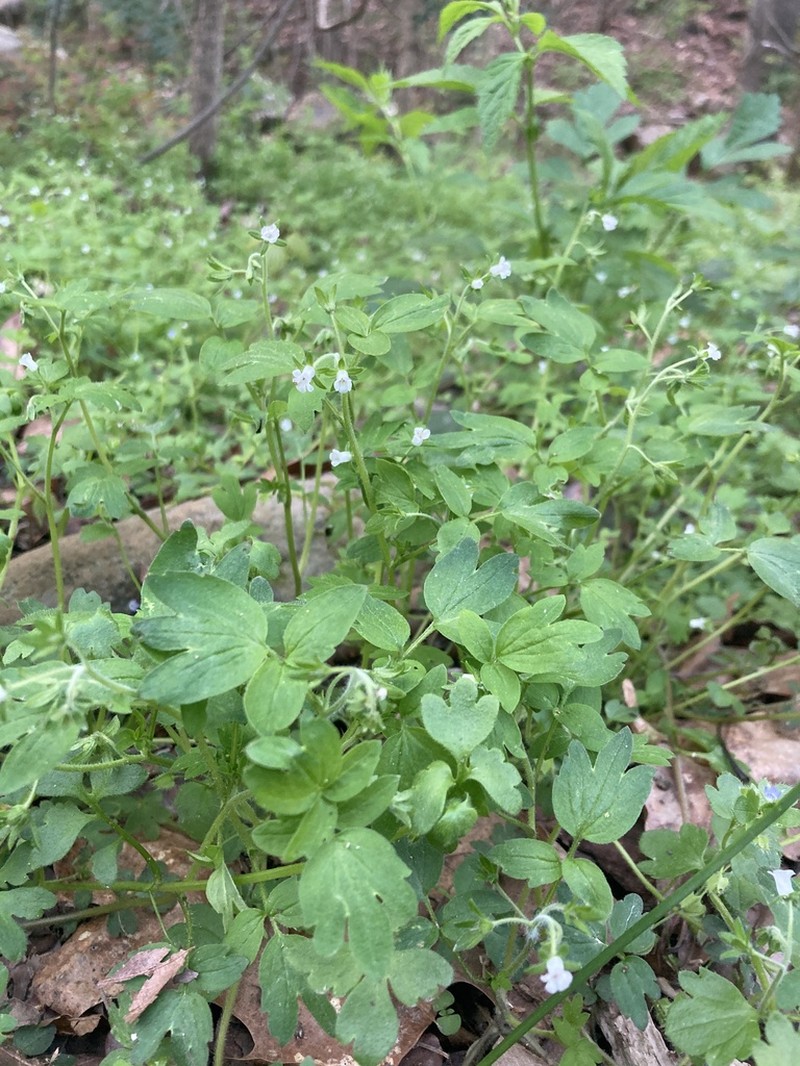 Oceanblue Phacelia photo 6