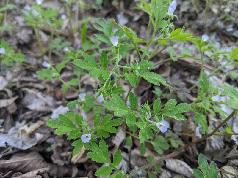 Oceanblue Phacelia photo 7