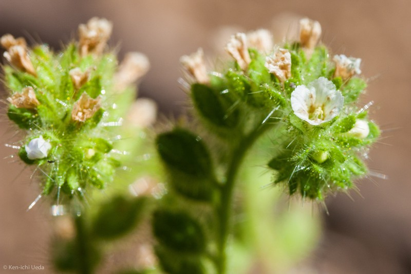 Rattan's Phacelia