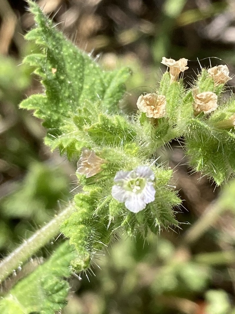 Rattan's Phacelia photo 2