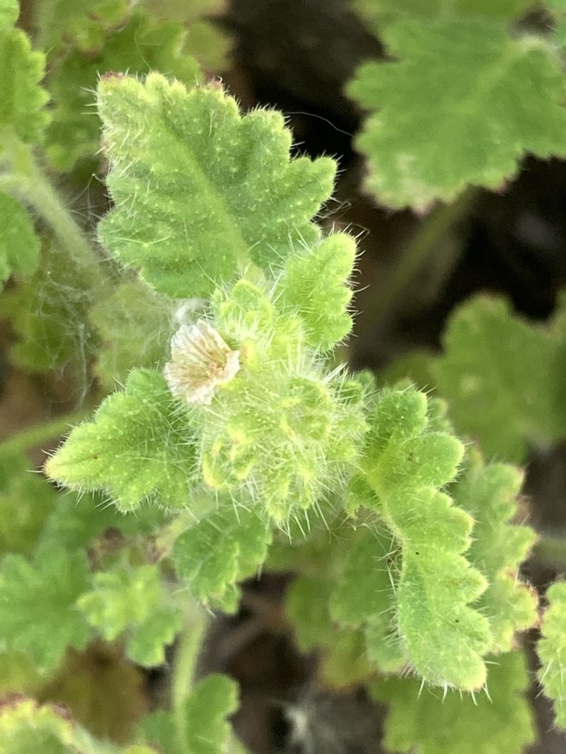 Rattan's Phacelia photo 3