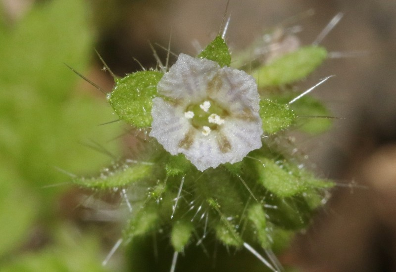 Rattan's Phacelia photo 4