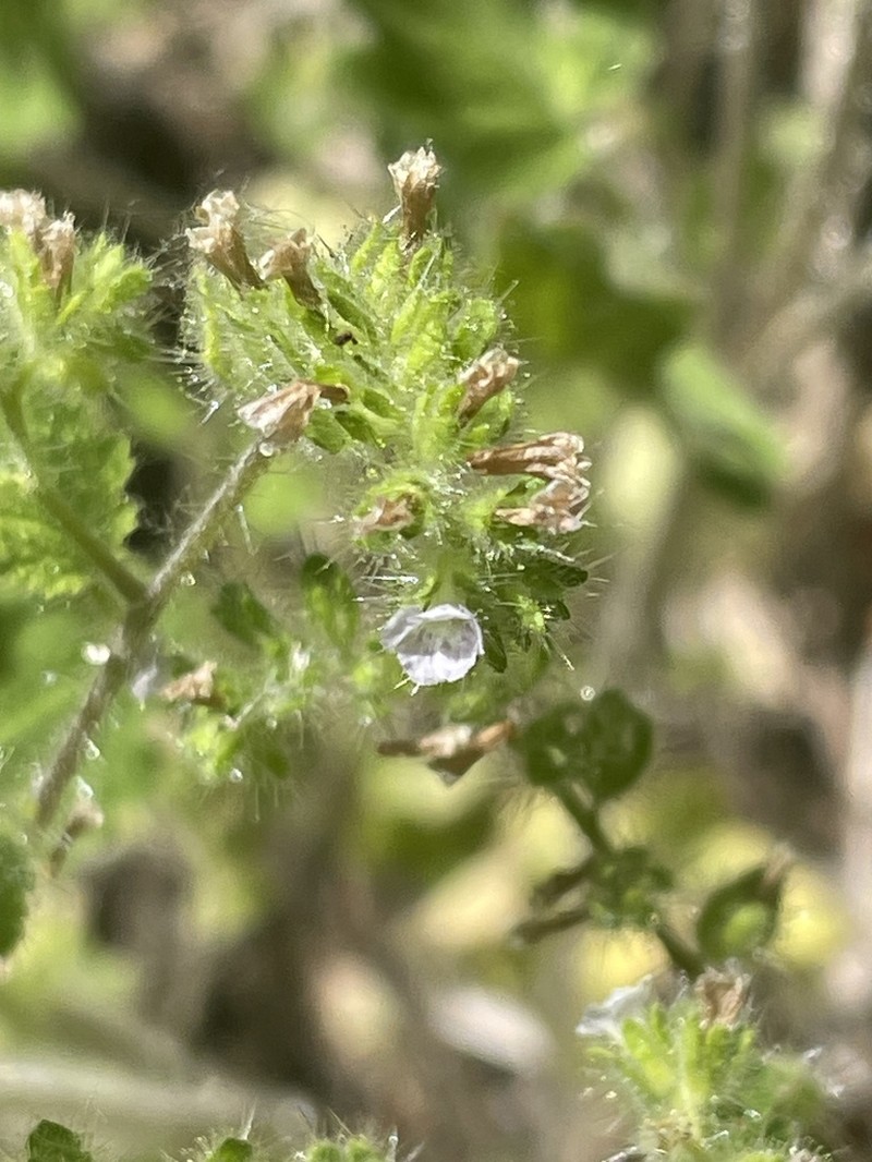Rattan's Phacelia photo 5