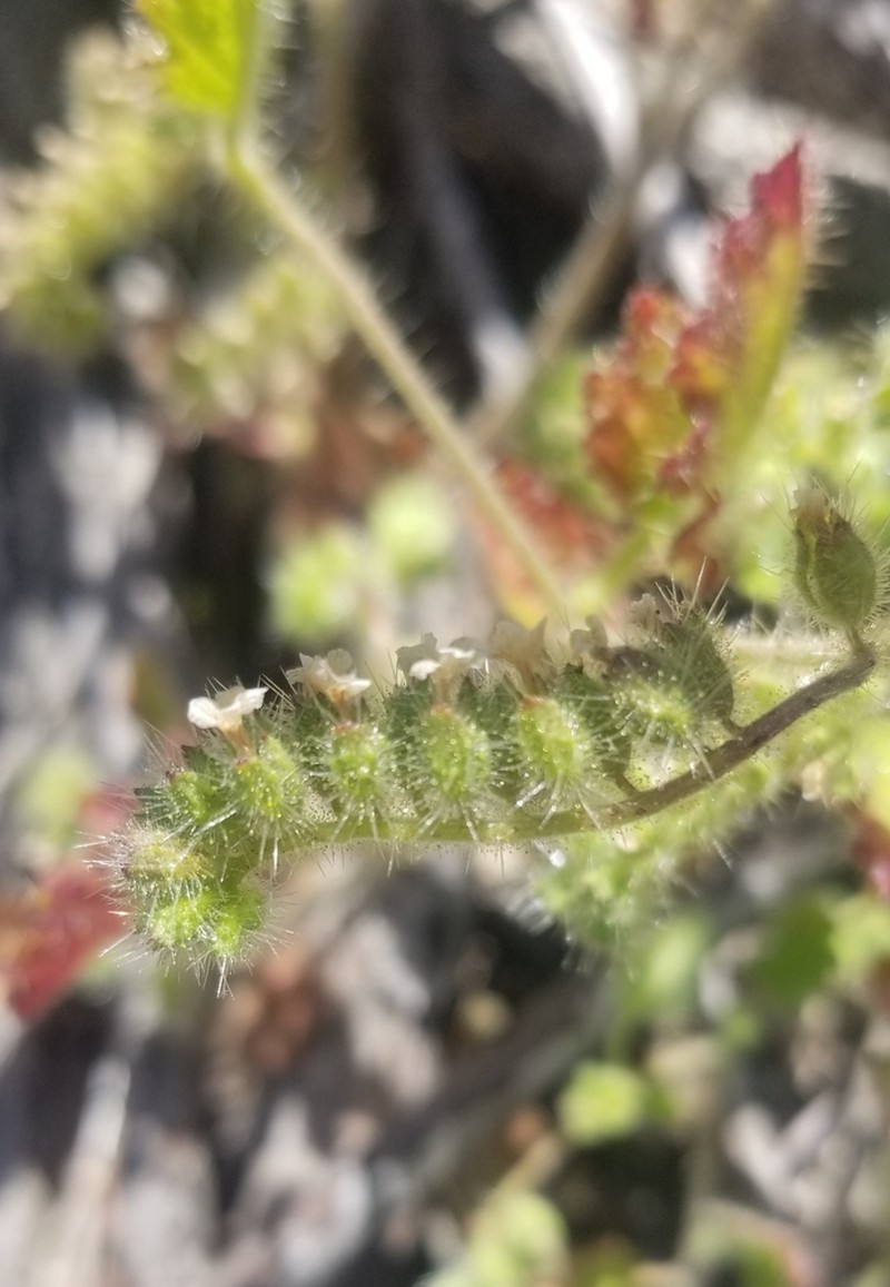 Rattan's Phacelia photo 6