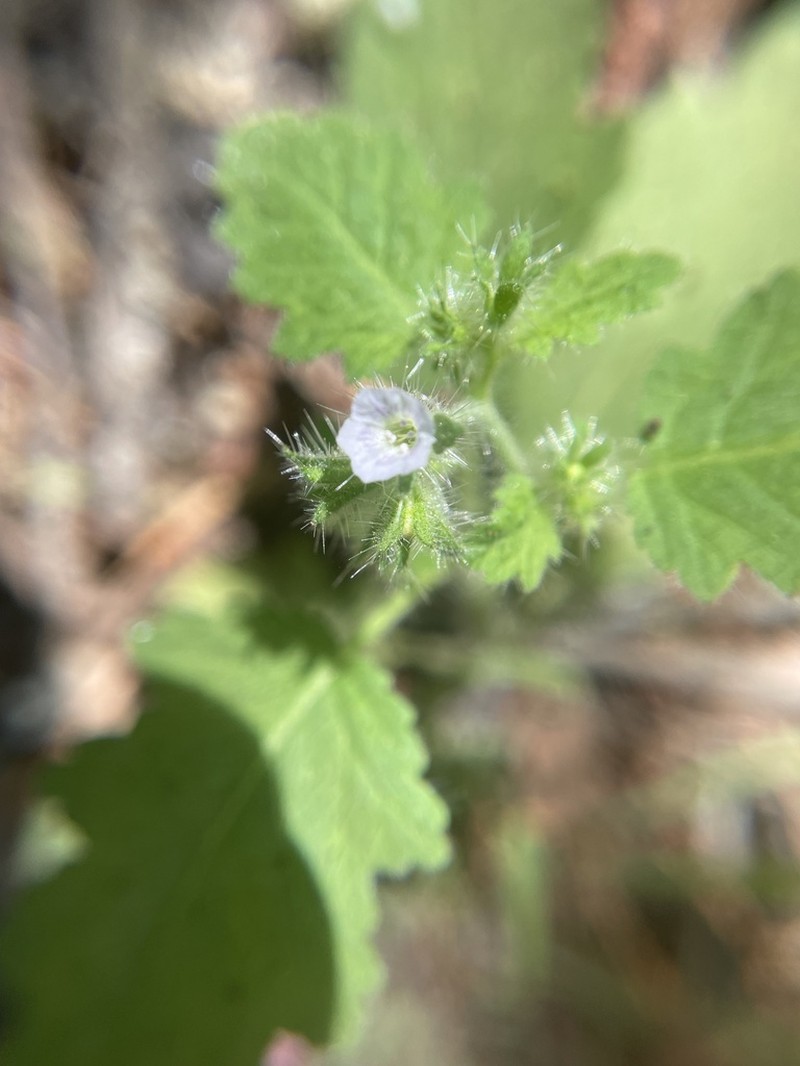 Rattan's Phacelia photo 7