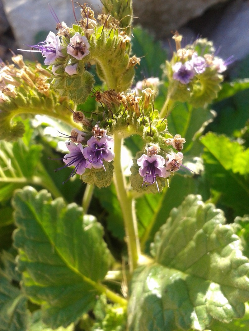 Stout Phacelia