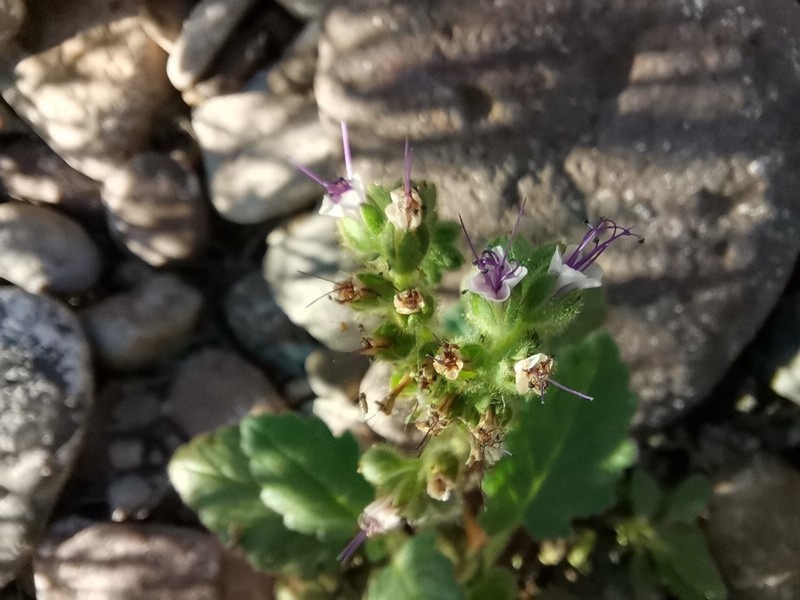 Stout Phacelia photo 2
