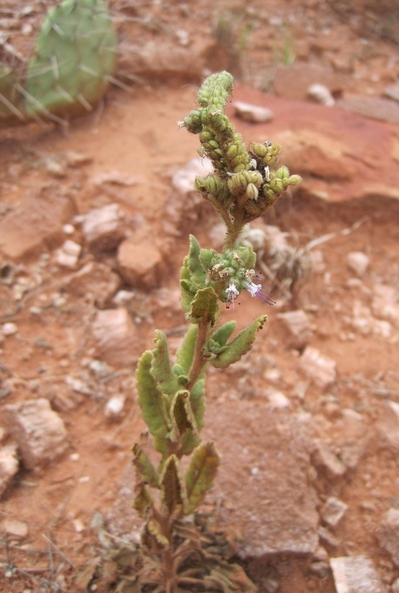 Stout Phacelia photo 3