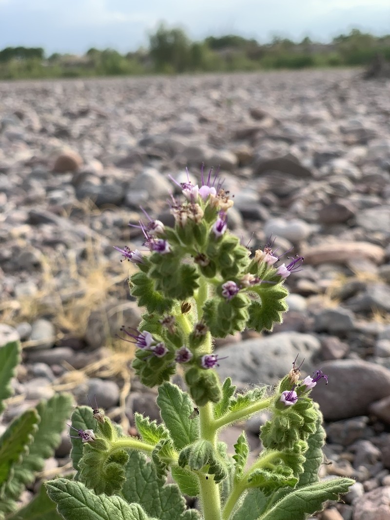 Stout Phacelia photo 4