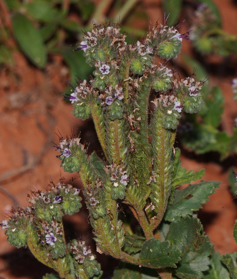 Stout Phacelia photo 5