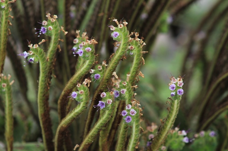 Stout Phacelia photo 6