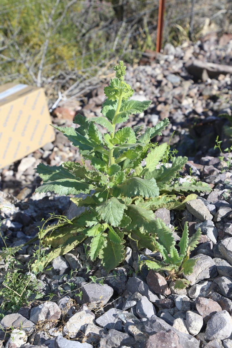Stout Phacelia photo 7