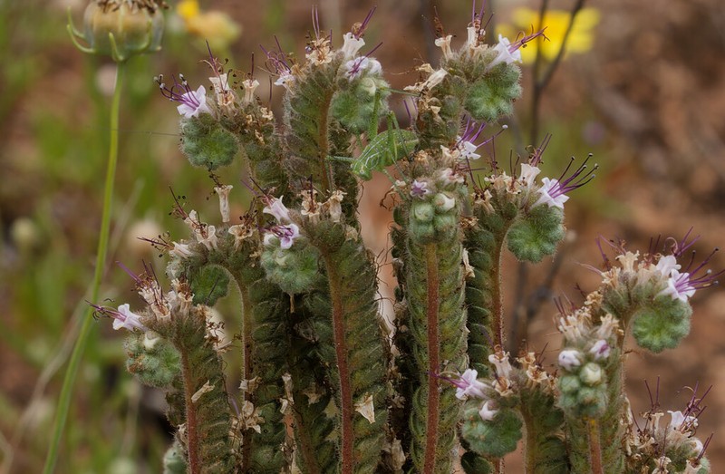 Stout Phacelia photo 8