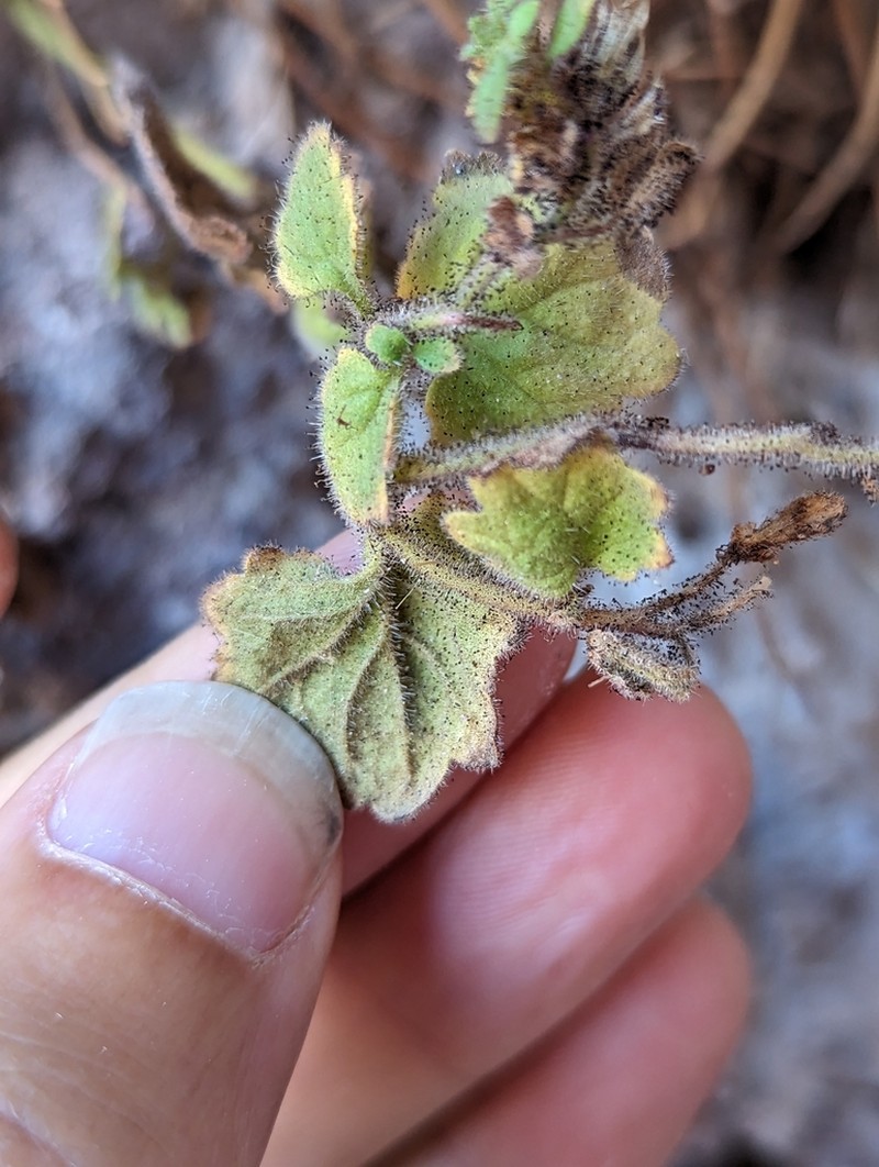 Roundleaf Phacelia photo 2